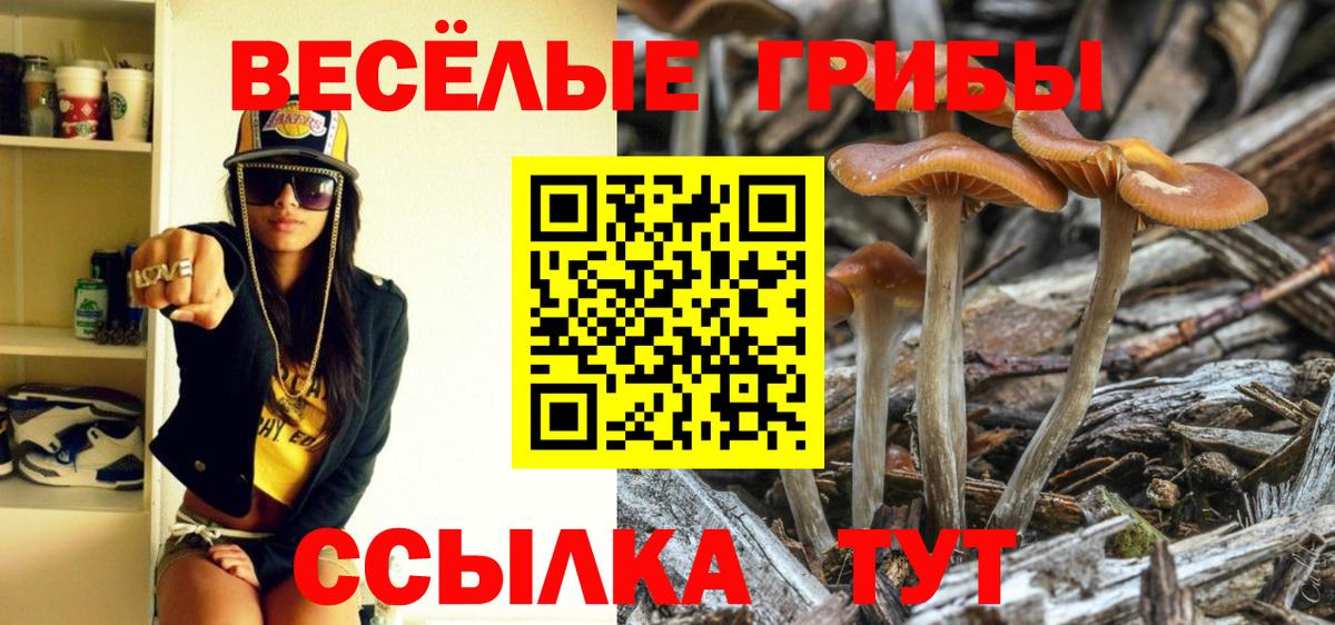 Псилоцибиновые грибы Psilocybine cubensis Кирово-Чепецк